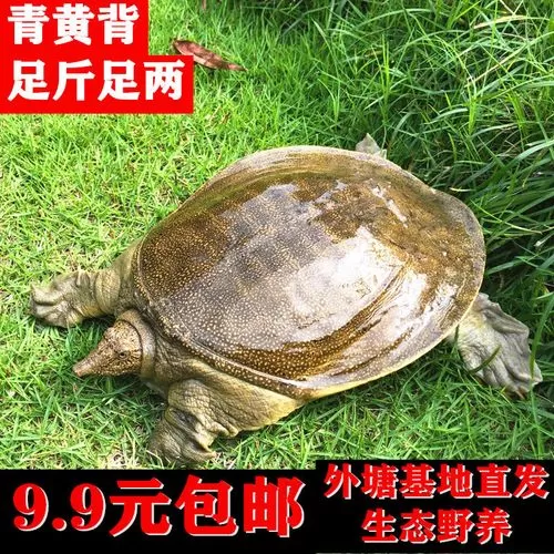 野生甲鱼拍摄视频